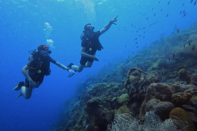 2 guided shore dives in Curacao - Two Curacao sites instead of a fixed route