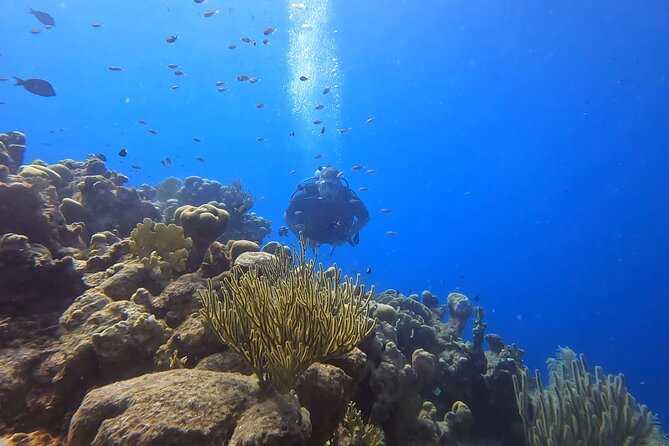 2 guided shore dives in Curacao - The advantage of a six-person maximum