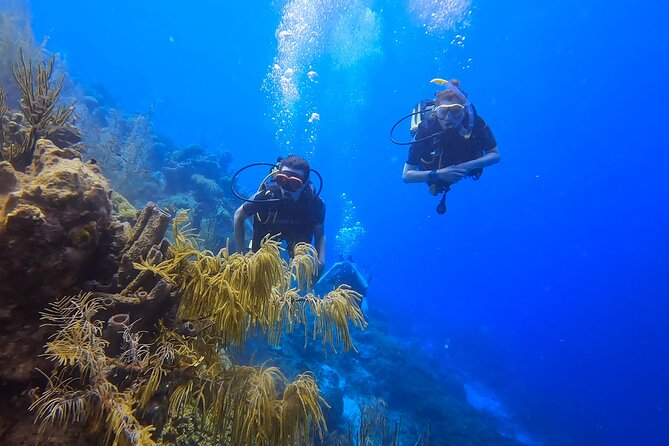 2 guided shore dives in Curacao - Price and what you receive for $140