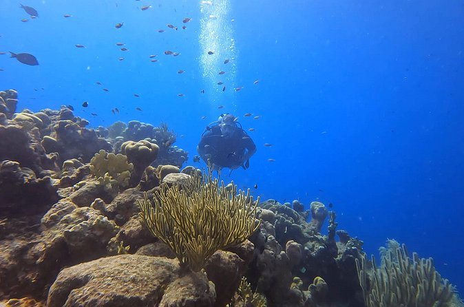 2 guided shore dives in Curacao - The cruise ship pickup warning