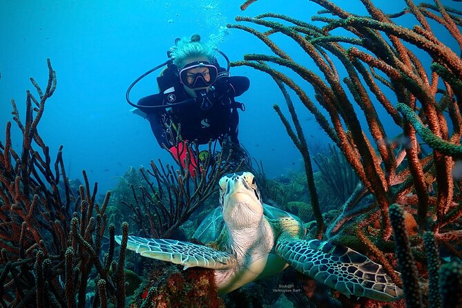 2 Tank Guided Dive half-day - Pickup, port timing, and the meeting point