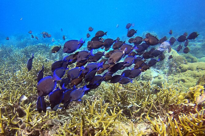 2 tank guided dive House Reef (Pierbaai Reef and Car Pile) - Why these two Curaçao shore sites make sense