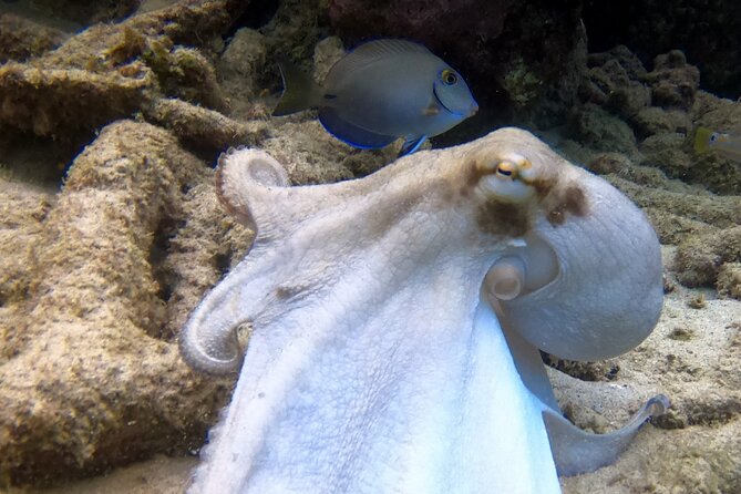 2 tank guided dive House Reef (Pierbaai Reef and Car Pile) - What the $109 price includes, and what it does not