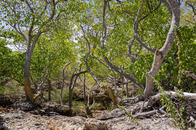 Bandabou Sights Curacao; UTV/Buggy All Inclusive Semi Private Tour - A real lunch stop in Bandabou
