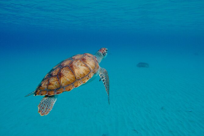 Beach Hopping Curacao; UTV/Buggy All Inclusive Semi Private Tour - Snorkeling, turtles, and the best water time