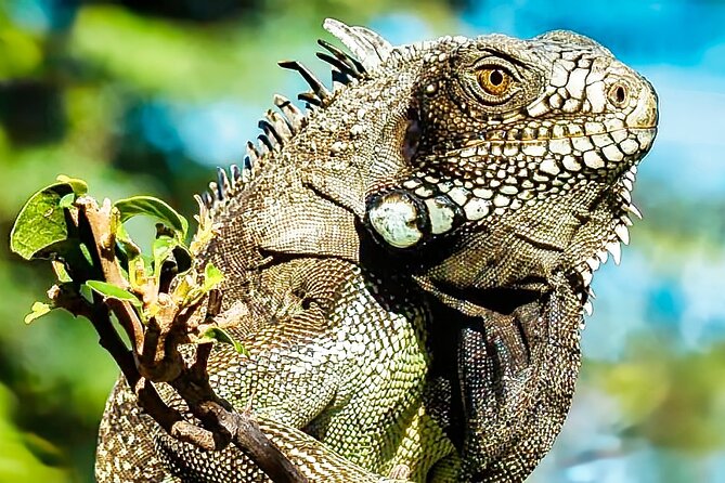 Curaçao: Affordable totally Customizable Private Tour :) - Hato Caves and the cost of adding one more stop