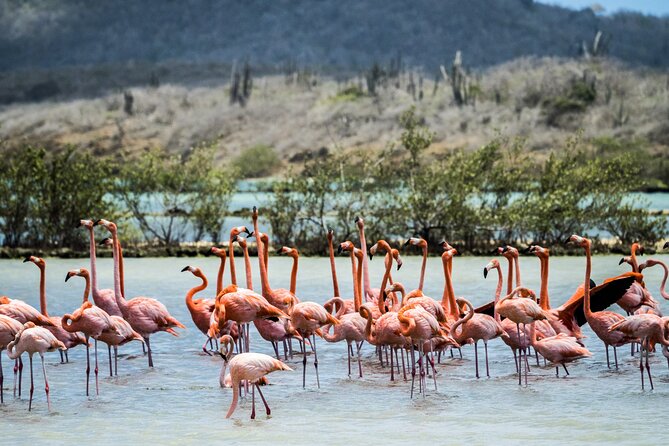 Curacao City Highlights 4-Hour Tour - Landhuis Chobolobo and the blue liqueur stop