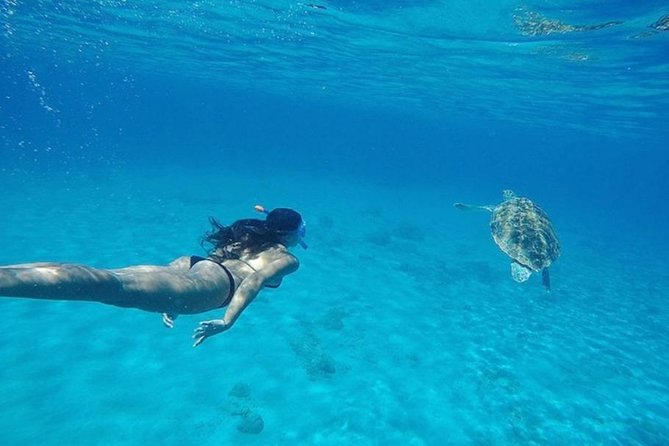 Curaçao Nature Lovers Tour - Playa Piskado and the turtle swim