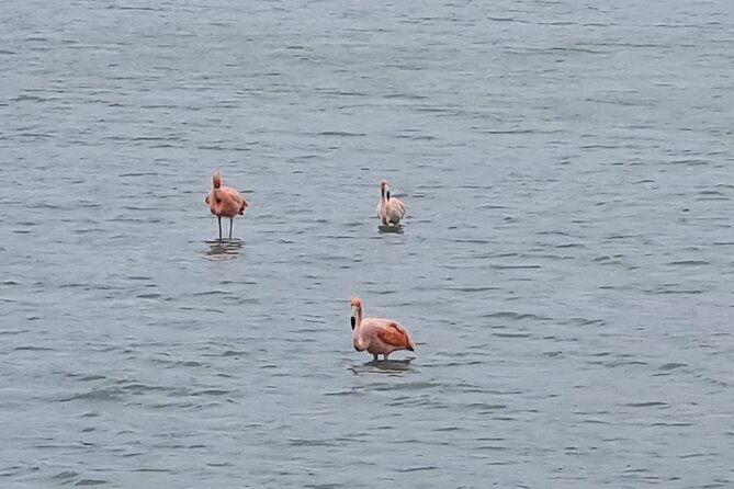 Curaçao Nature Lovers Tour - Flamingos at Sint Willibrordus