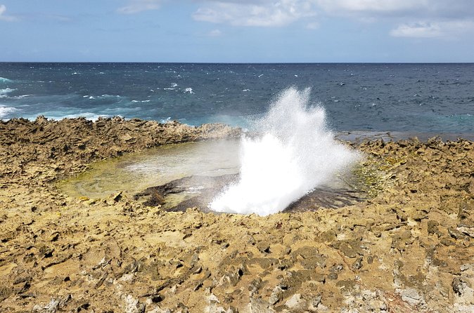 Curacao Private Tour and Activity Experience (4 up to 13 people) - Flamingos, plants, and the island’s quieter side