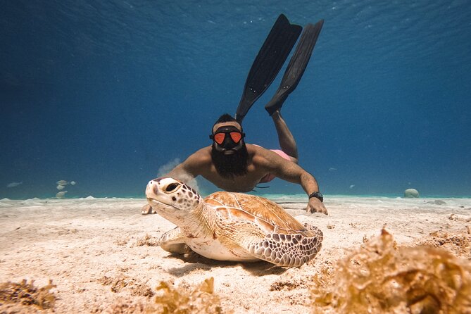 Curaçao Seabob in Playa Piskado Adventure with Sea Turtles - Why Playa Piskado is a good turtle stop