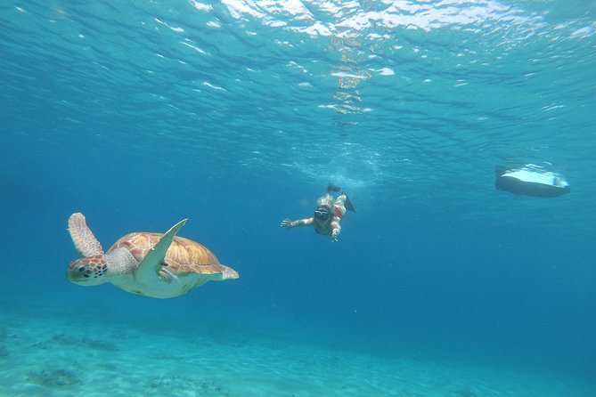 Curaçao Seabob Tour (by Bearded Butlers Curaçao) - Practical Details Before You Book