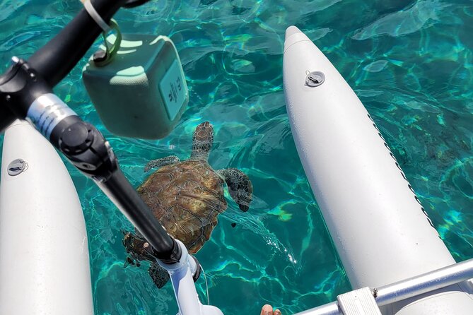 Curaçao: Waterbike Experience & Swim with Turtles Adventure - Key Points to Know Before You Book