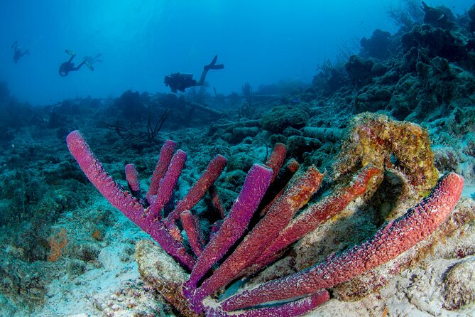 Discover Scuba Dive in Curacao - Should you book this Curacao scuba introduction?