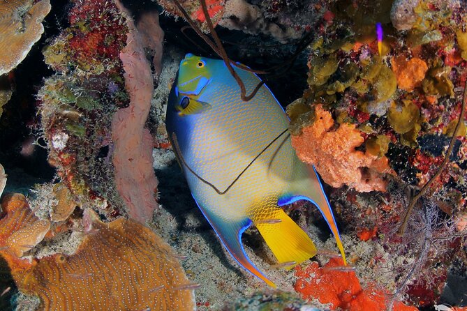 Discover Scuba Diving Experience - What the $130 price includes