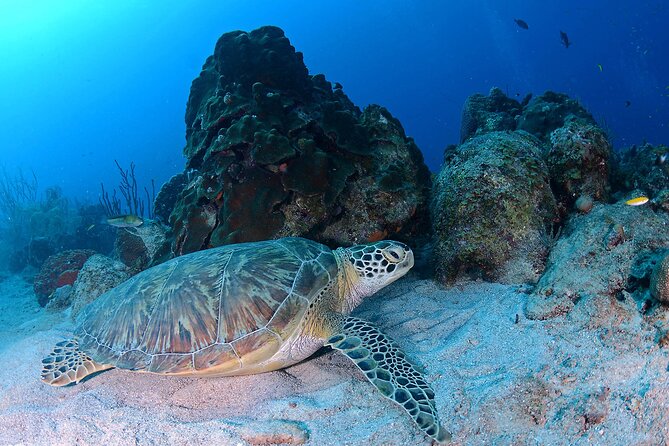 Discover Scuba Diving Experience - Who will enjoy this Curaçao experience