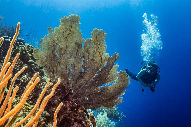 Discover Scuba Diving Experience - Timing, pickup, and what to plan around it