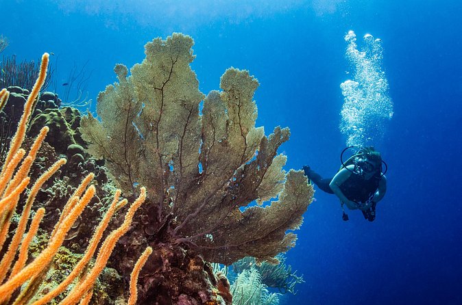 Discover Scuba Diving Experience - Should you book the Jan Thiel introduction?