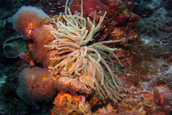 Discover Scuba Diving in Curacao - Starting at 8:15 am in Jan Thiel