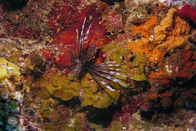 Discover Scuba Diving in Curacao - Who will get the most from this experience