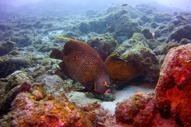 Discover Scuba Diving in Curacao - Practical planning for your Curacao morning