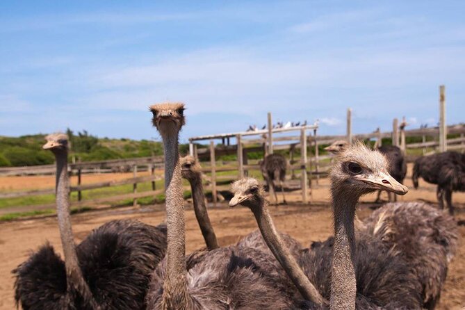 Eastern Treasures of Curacao Tour - Four very different stops in five hours