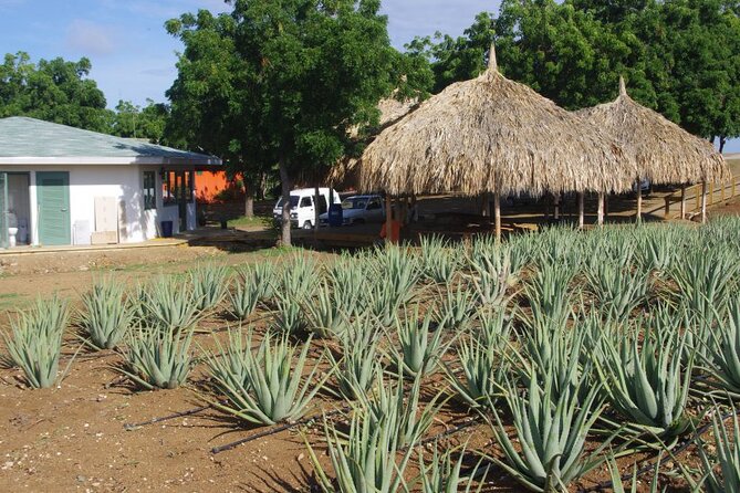 Eastern Treasures of Curacao Tour - Private transport and meeting point details