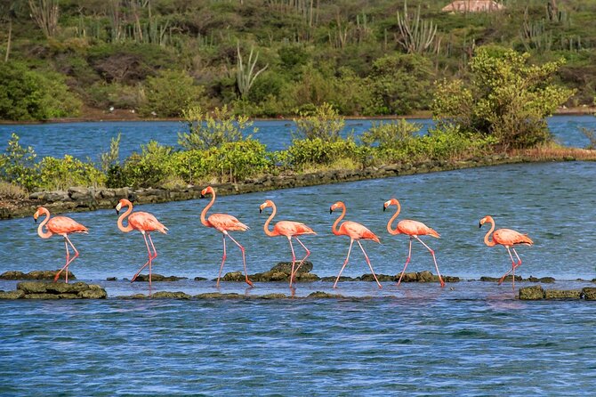 Exclusive 3-Hour Private Tour: Explore Willemstad & surroundings - Who should book this Curaçao tour