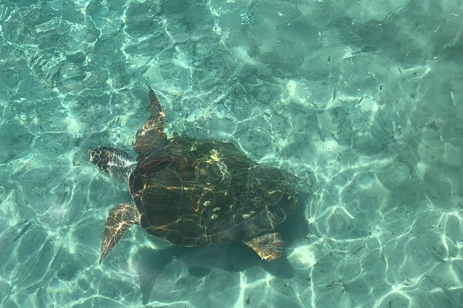 Exclusive 4 -Hour Private nature Tour: West Curacao's Best - Sint Willibrordus and the Flamingo Flats