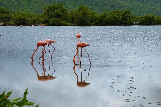 Exclusive 4 -Hour Private nature Tour: West Curacao's Best - What Helvig Adds to the Drive