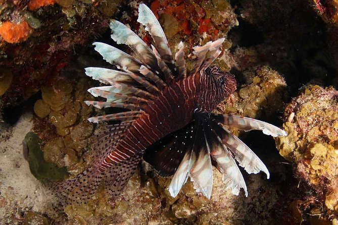 Guided Shore Dive for Certified Divers with Scubaçao (1 tank) - Meeting Scubaçao in Willemstad