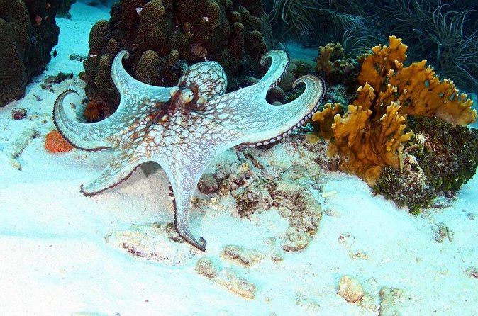 Guided Shore Dive for Certified Divers with Scubaçao (1 tank) - A calm start for rusty certified divers