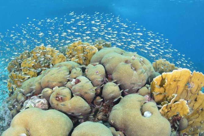 Guided shore dive on one of our house reefs for Certified Divers. - A House Reef Instead of a Boat Trip
