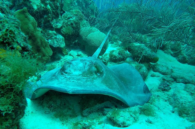 Guided shore dive on one of our house reefs for Certified Divers. - A Good Fit for Newly Certified Divers