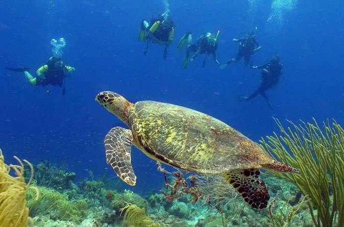Guided shore dive on one of our house reefs for Certified Divers. - What Your Two Hours Look Like