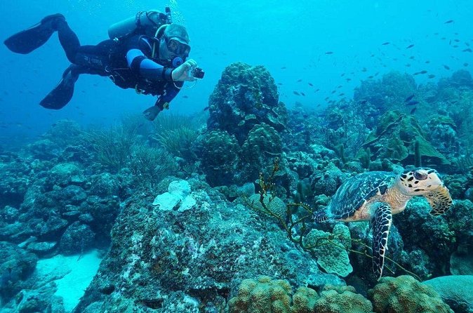 Guided shore dive on one of our house reefs for Certified Divers. - What the $40 Price Really Covers