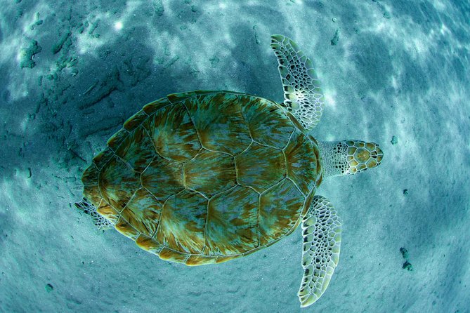 Guided Snorkel Tour at the Best Reef from shore on Curacao - Blue Bay Beach - Blue Bay at 4:00 pm: A Simple Start from Shore