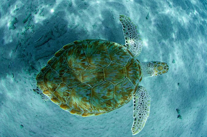 Guided Snorkel Tour at the Best Reef from shore on Curacao - Blue Bay Beach - Who Should Book This Blue Bay Snorkel Tour?