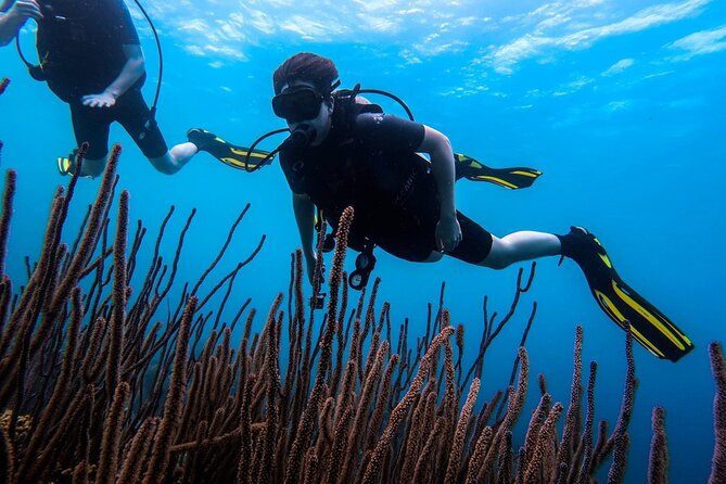 Half Day Diving adventure with Transportation Included - Two Curacao shore sites in one half-day