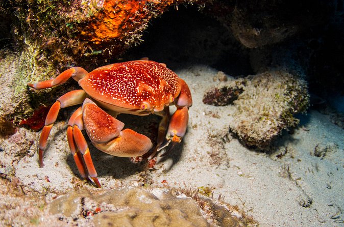 Introduction Shore Dive with Scubaçao (1 dive) - What the $130 price includes