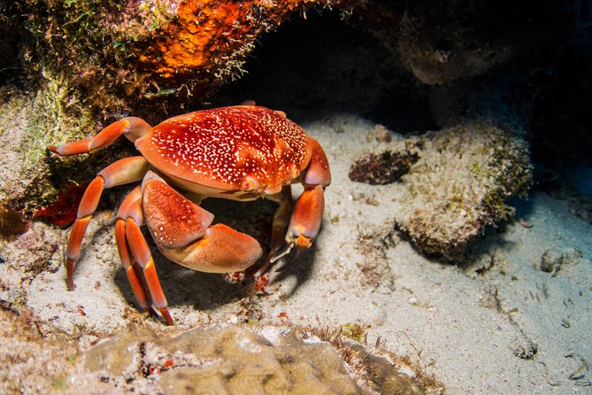 Introduction Shore Dive with Scubaçao (1 dive) - Timing, flights, and the medical form