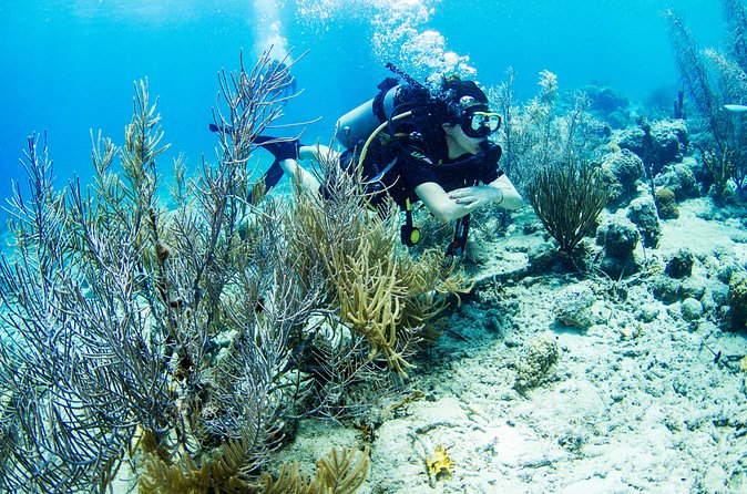 Introduction Shore Dive with Scubaçao (1 dive) - Who will enjoy this most