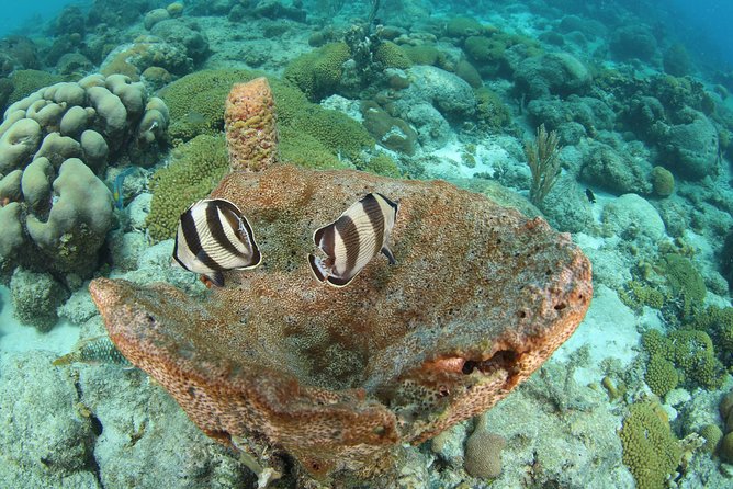 Introduction Shore Dive with Scubaçao (2 dives) - Patient guides are the real value