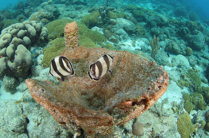 Introduction Shore Dive with Scubaçao (2 dives) - Weather and cancellation details worth knowing