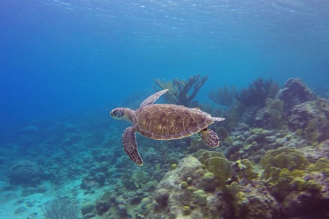 Open Water Diver Course at Blue Bay Dive in Curacao - Practical details for your two days