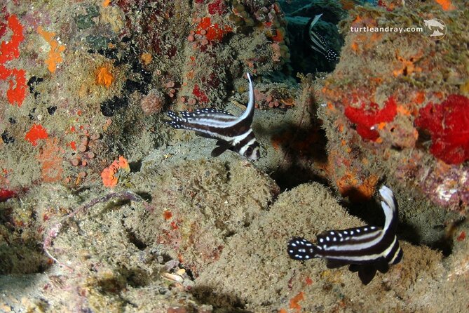 PADI Discover Scuba Dive - Why a group of four matters