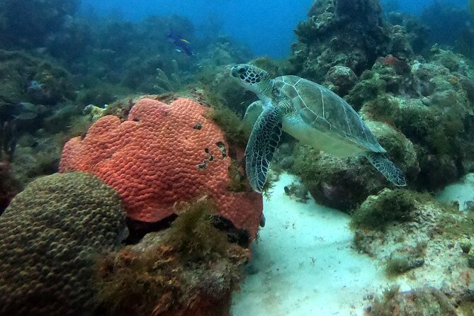 PADI Discover Scuba Dive - What the $129 price includes