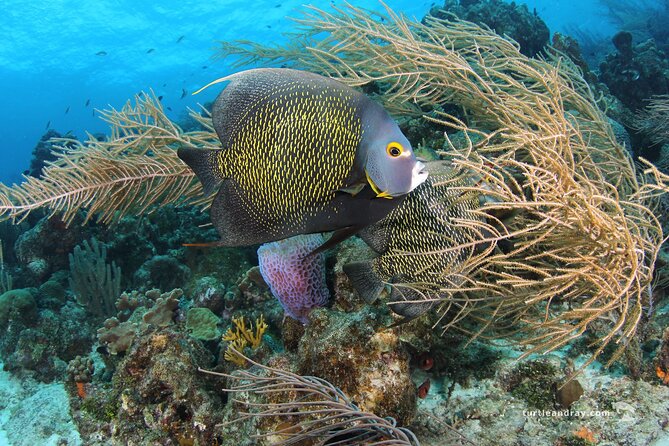 PADI Discover Scuba Dive - Who should book this experience
