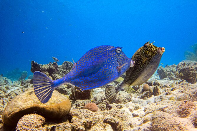 Personalized 2 Tank Guided Experience in Curaçao - Two shore entries, one relaxed Curaçao morning
