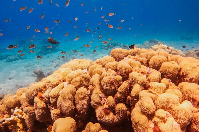 Personalized Discover Scuba Dive Experience in Curaçao - Who will enjoy this outing most?